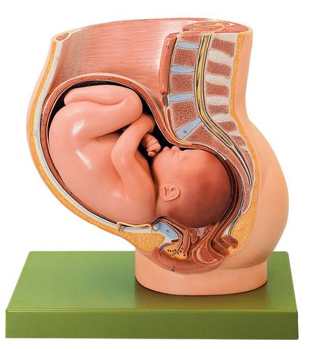 Bekkenbodem foetus